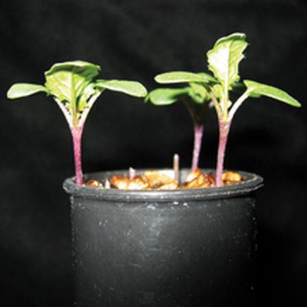 Picture of Seeds, Wisconsin Fast Plants Pkg. 200