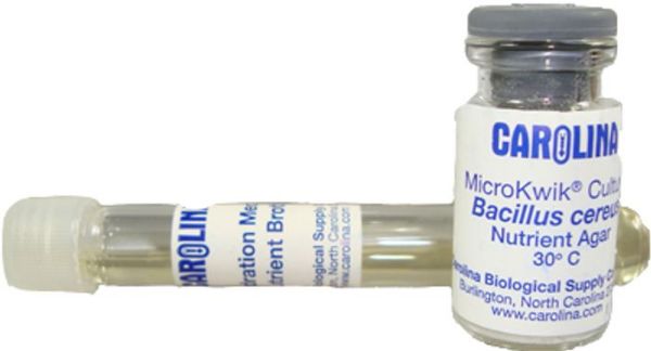 Picture of Bacteria, Bacillus Cereus w/Rehydration Medium