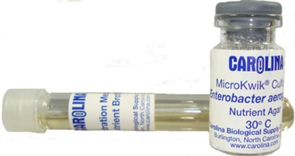 Picture of Bacteria, Enterobacter Aerogenes w/Rehydration Medium