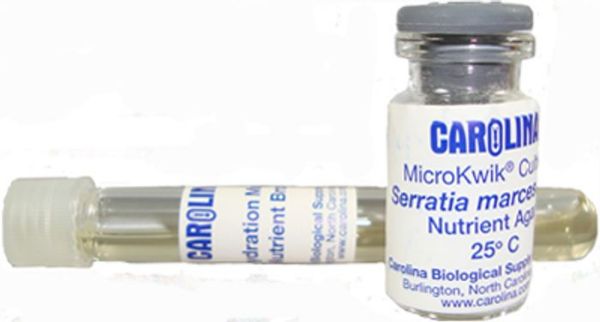 Picture of Bacteria, Serratia Marcescens w/Rehydration Medium