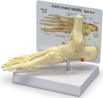 Picture of Foot/Ankle Model 