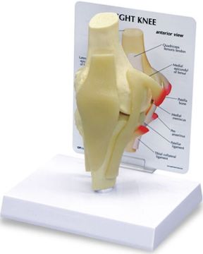 Picture of Knee Model, Basic 