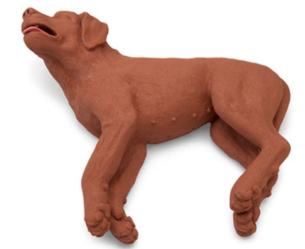 Picture of Dog, Mannequin, CasPeR 