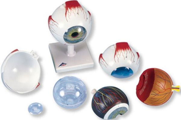 Picture of Eye Model 6 Part