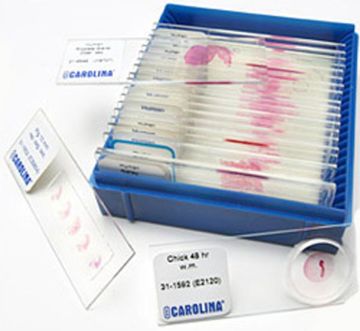 Picture of Slide Set, Microscope Close Encounter w/Blood