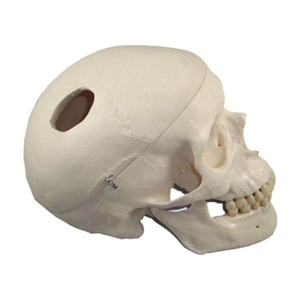 Picture of Classic Skull w/Drilled Holes Biomed Engineering