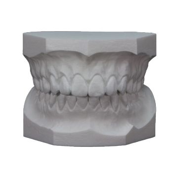 Picture of Dental Model Off-White