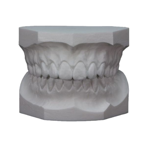 Picture of Dental Model Off-White