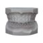 Picture of Dental Model Off-White