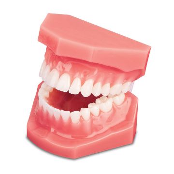 Picture of Dental Model Tissue Colored Demonstrator