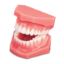 Picture of Dental Model Tissue Colored Demonstrator