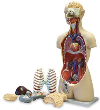 Picture of Model, Human Torso 