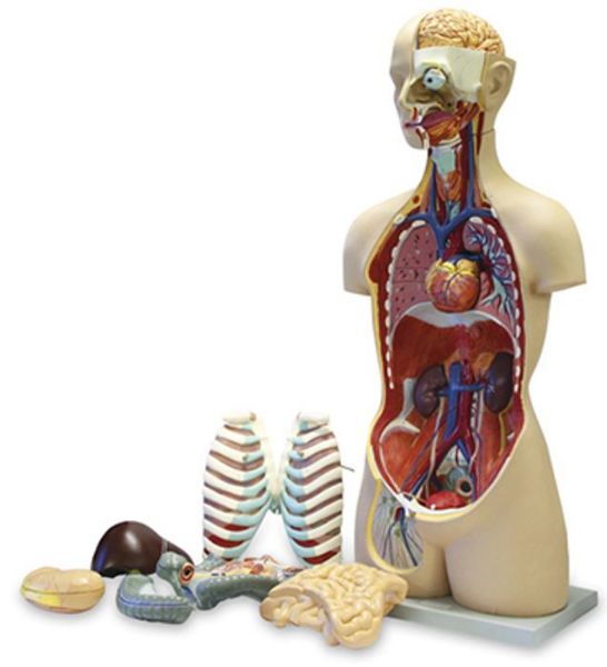 Picture of Model, Human Torso 