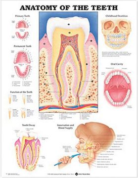 Picture of Anatomy of the Teeth Flexible Lamination