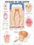 Picture of Anatomy of the Teeth Flexible Lamination